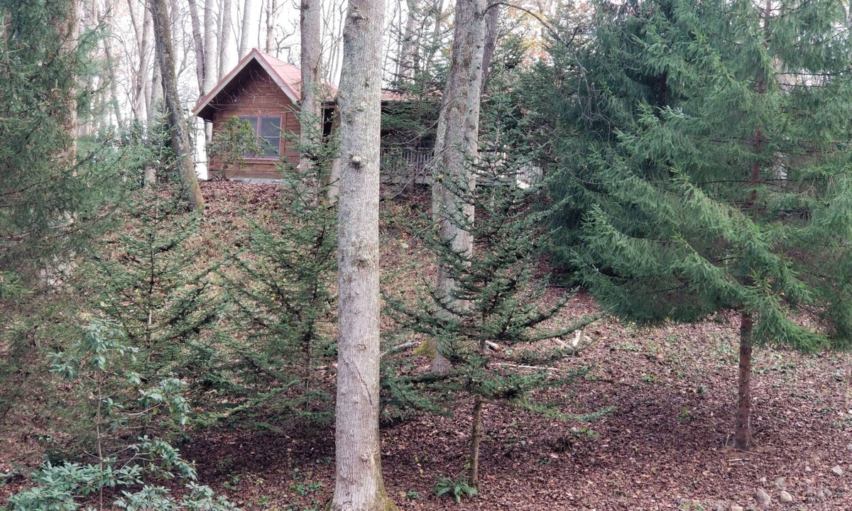 Waynesville Cabin | 1/2 mile to Blue Ridge Parkway, Tall Woods Cabin, number 3