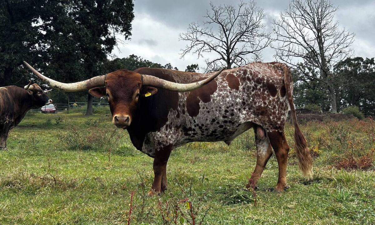Licking Cabin | Texas Longhorn Ranch-Private Cabin-Pasture Views