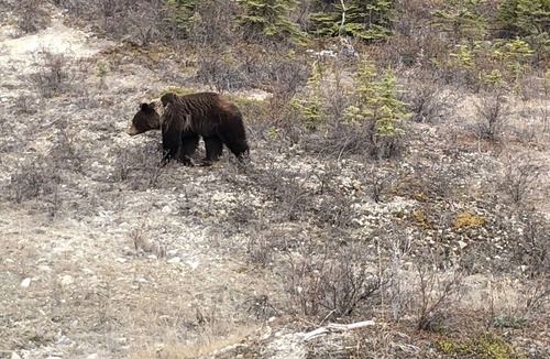 Ninilchik Cabin | Bear Cabin in the Heart of Moose Country Alaska!