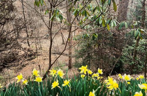 Hidden Lake House | Discover tranquility at Hidden Oasis, a charming home nestled in serene Cherry Log Mountain