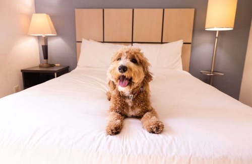 Braintree Hotel | Spacious Pet Stay | Kitchen & Laundry | Near Freedom Trail & Fenway