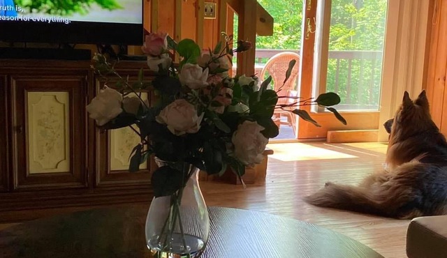 Get away to the woods of Danbury NH in this lovely, private, dogfriendly cabin.