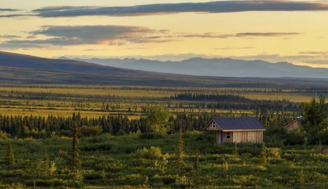 Into the Wild Cabin