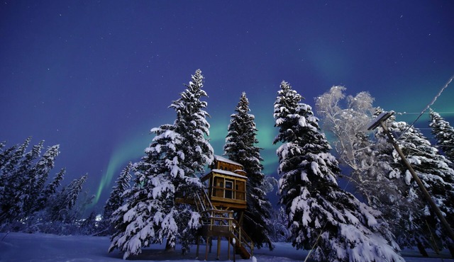 It is a tiny home in the treehouse located in the middle of Fairbanks.