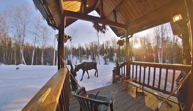 Waterfront Cabin Bungalow Private & Tranquil 13 miles from downtown Talkeetna
