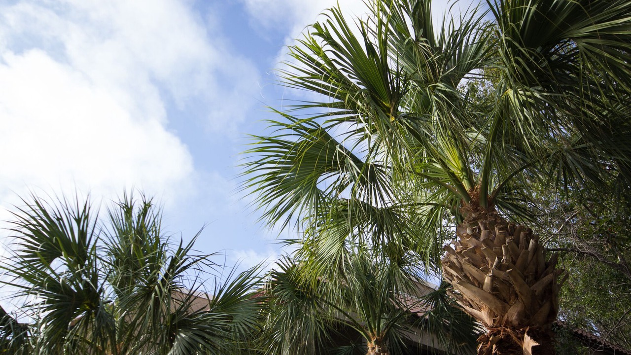 Photo of Outdoor in Palmetto Dunes