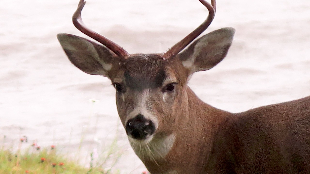 Photo of Others in Juneau