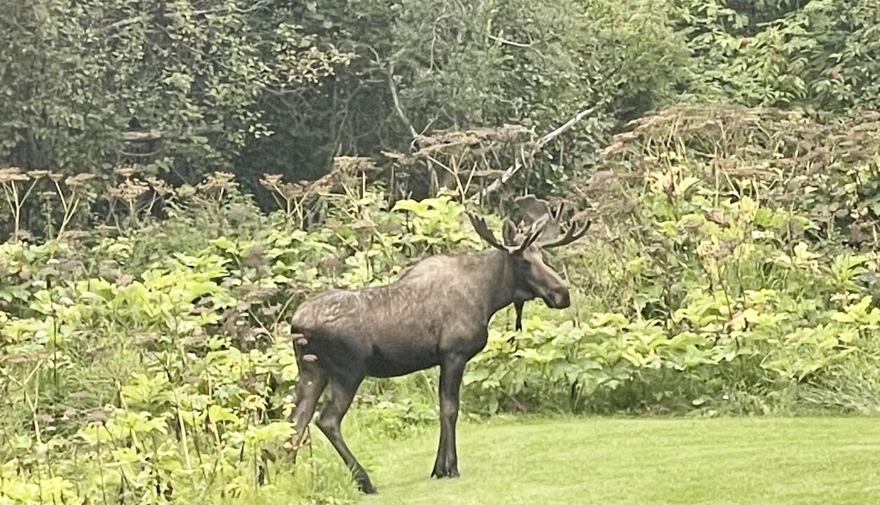 Photo of Others in Kachemak