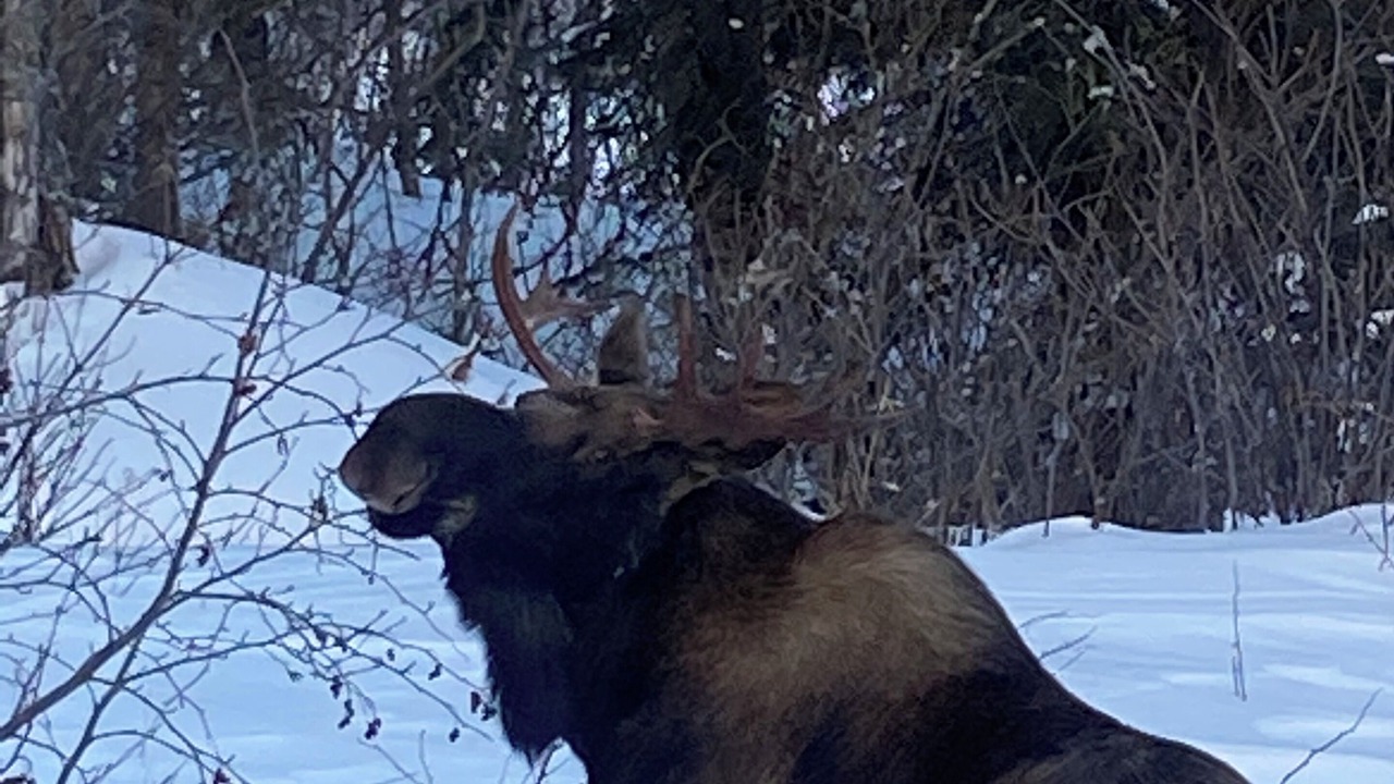 Photo of Others in Nikiski