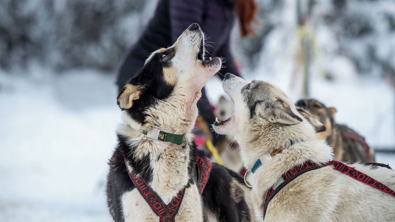 Photo of Others in Fairbanks