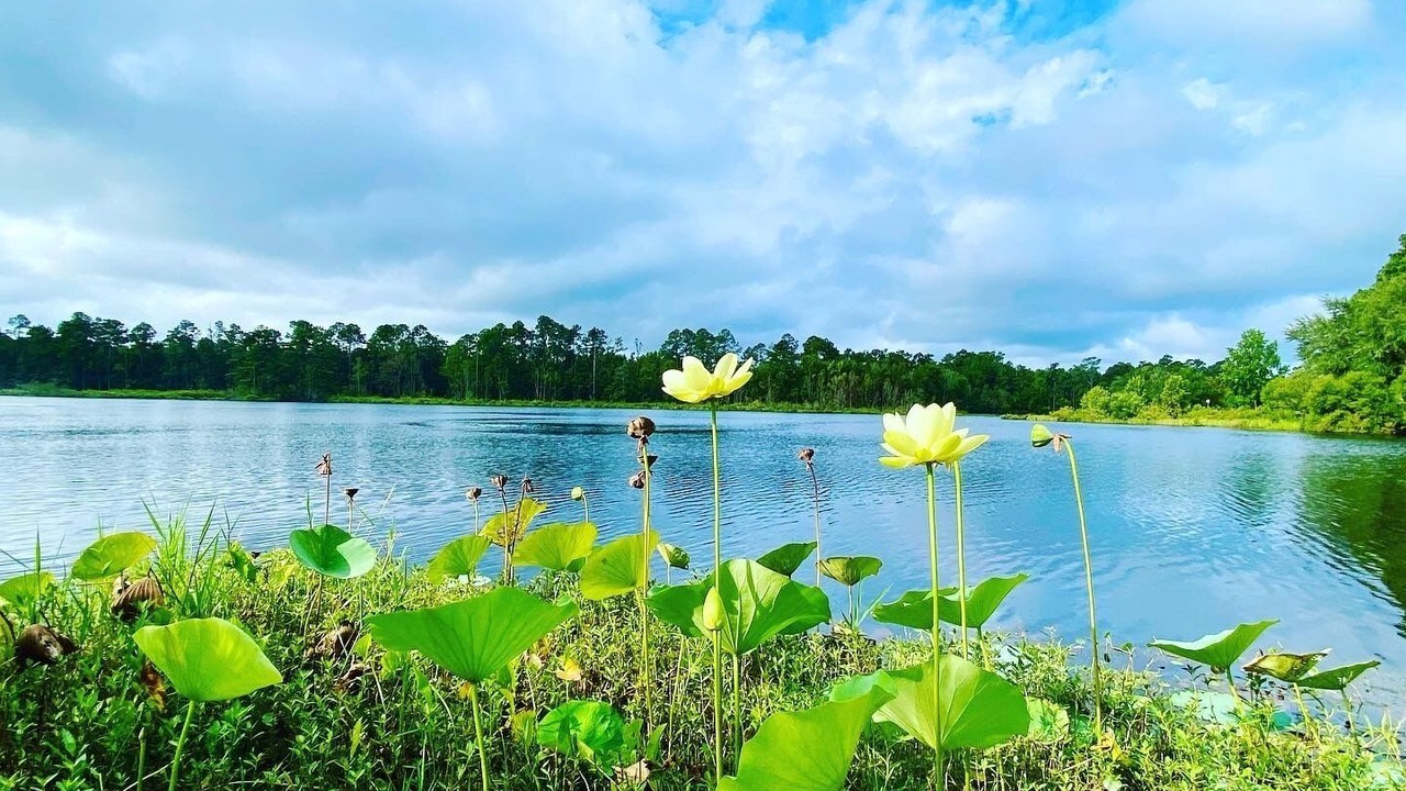 Photo of Outdoor in Walterboro
