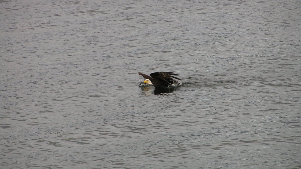 Photo of Others in Tenakee Springs