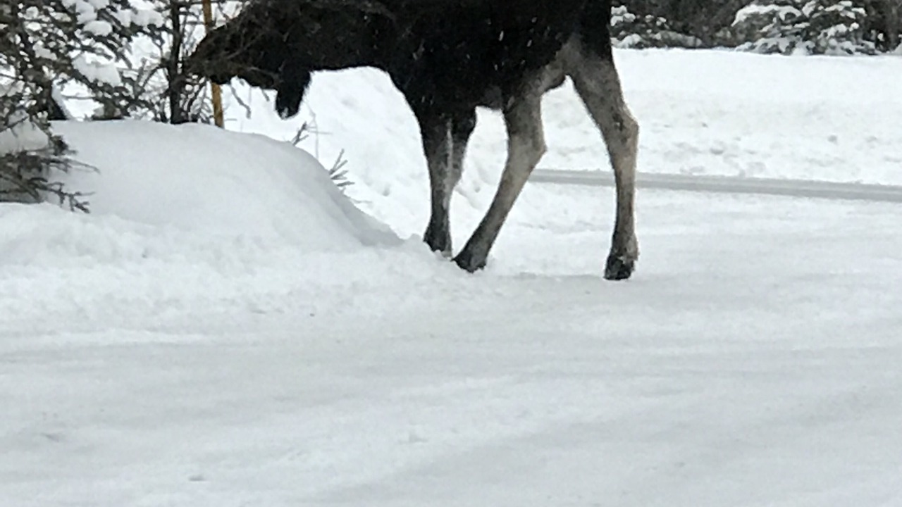 Photo of Others in Kalifornsky