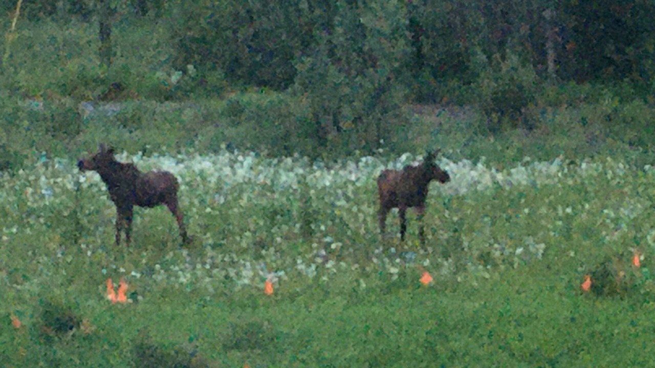 Photo of Outdoor in Badger