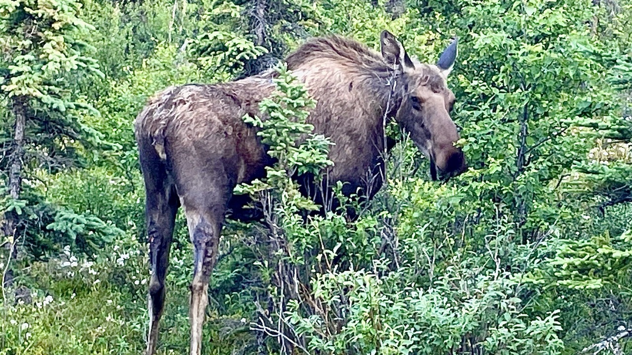 Photo of Outdoor in Healy
