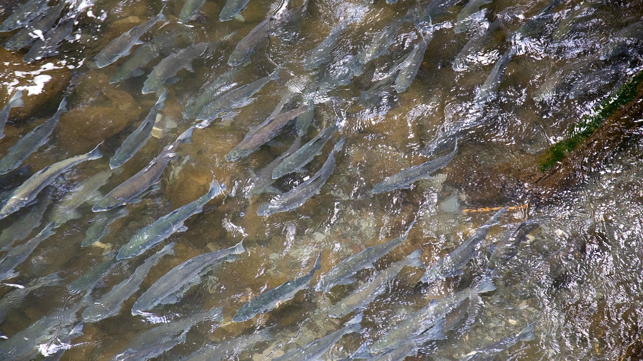 Photo of Others in Bear Creek