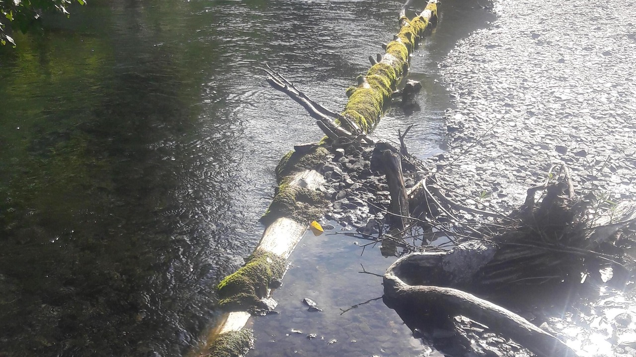 Photo of Others in Bear Creek