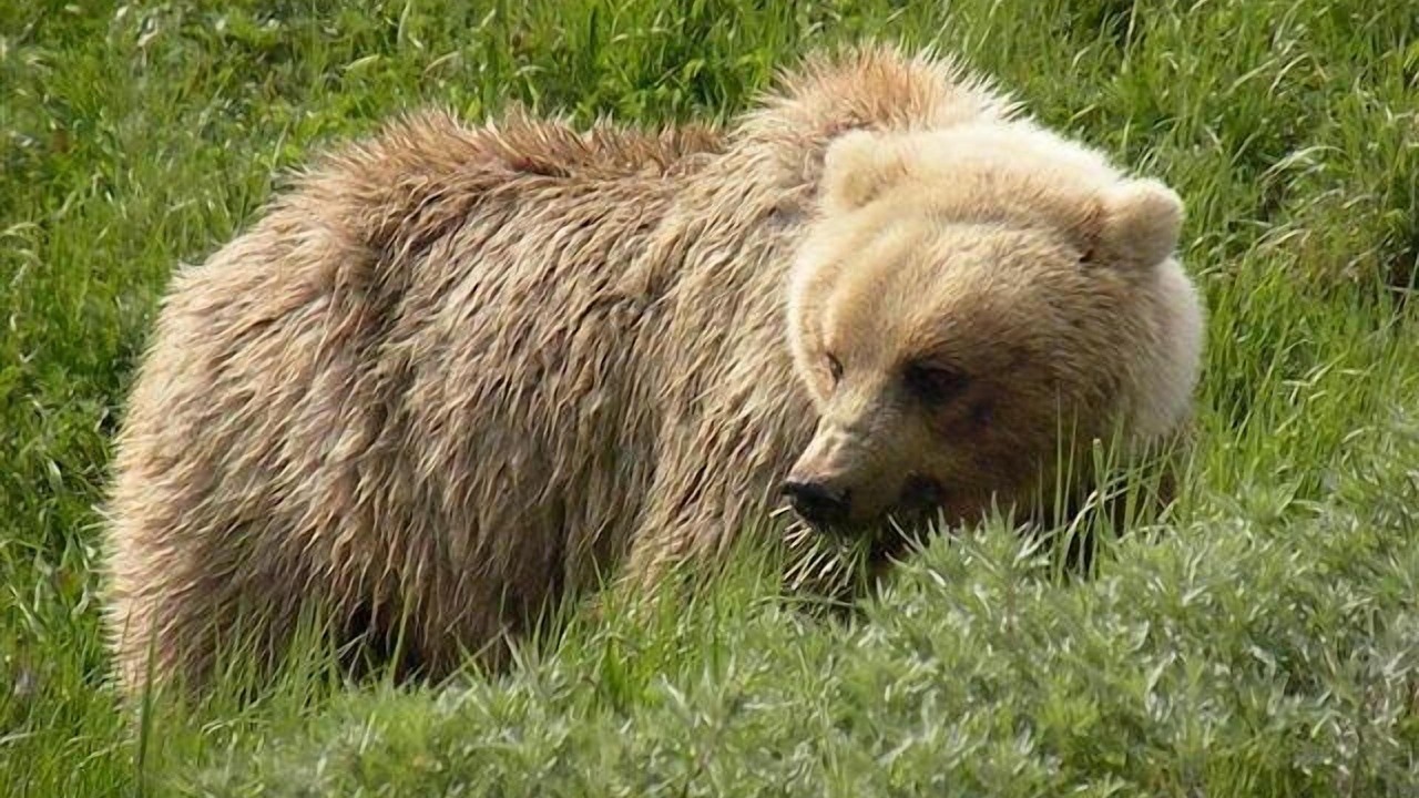 Photo of Others in Willow