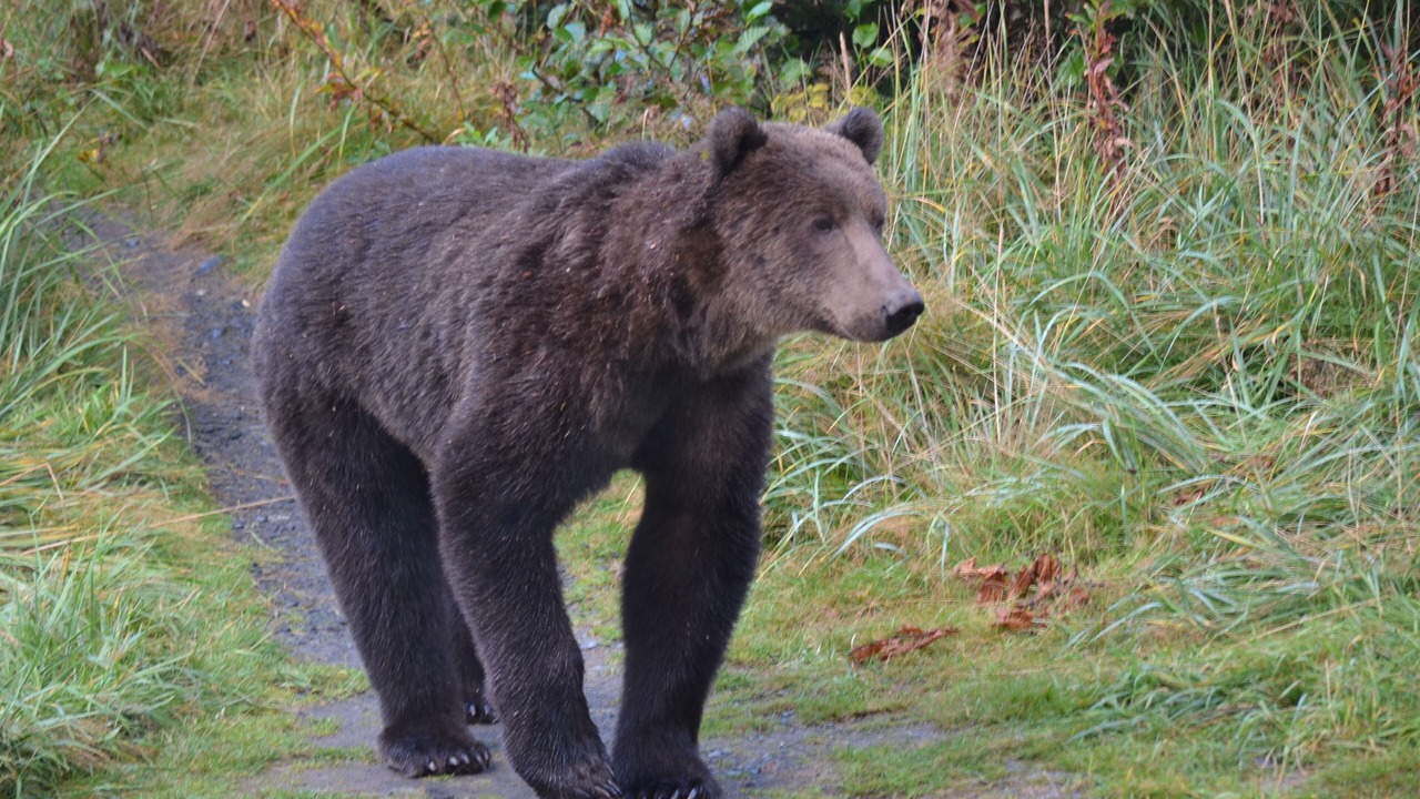 Photo of Others in Kodiak
