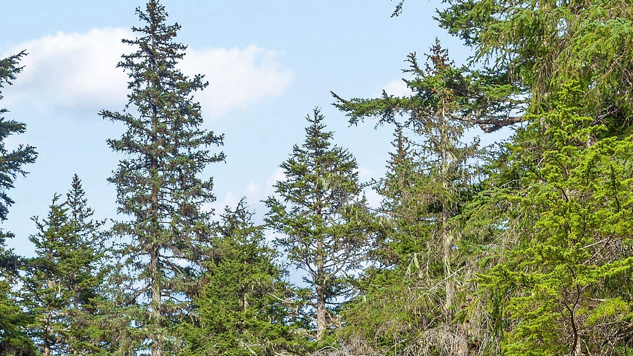 Photo of Outdoor in Alyeska