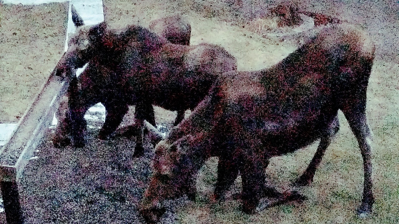 Photo of Others in Fairbanks