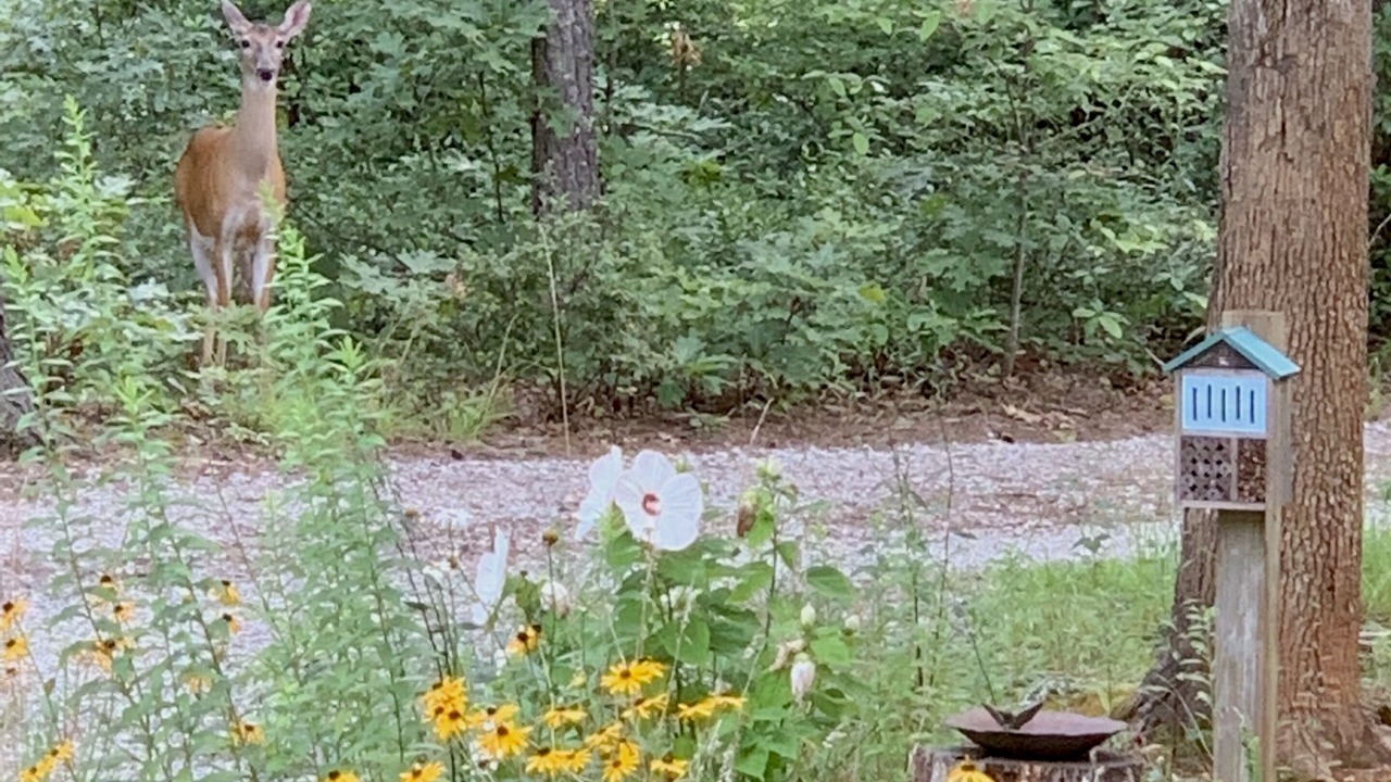 Photo of Outdoor in Franklin
