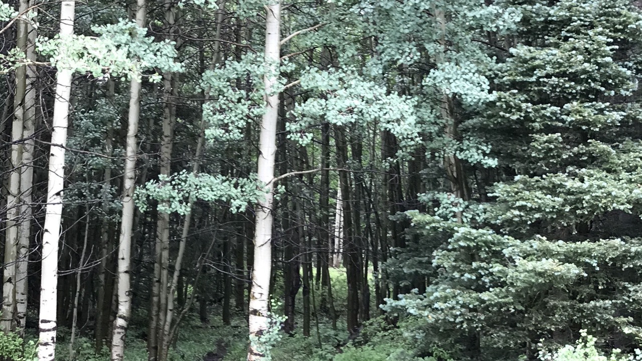 Photo of Outdoor in Angel Fire