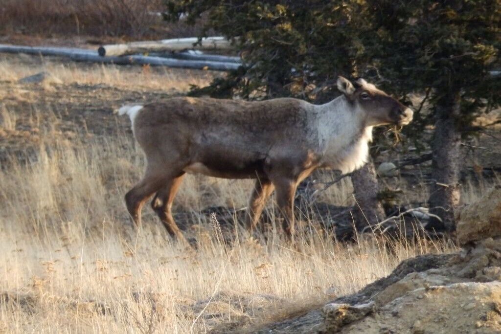 Photo of Outdoor in Healy