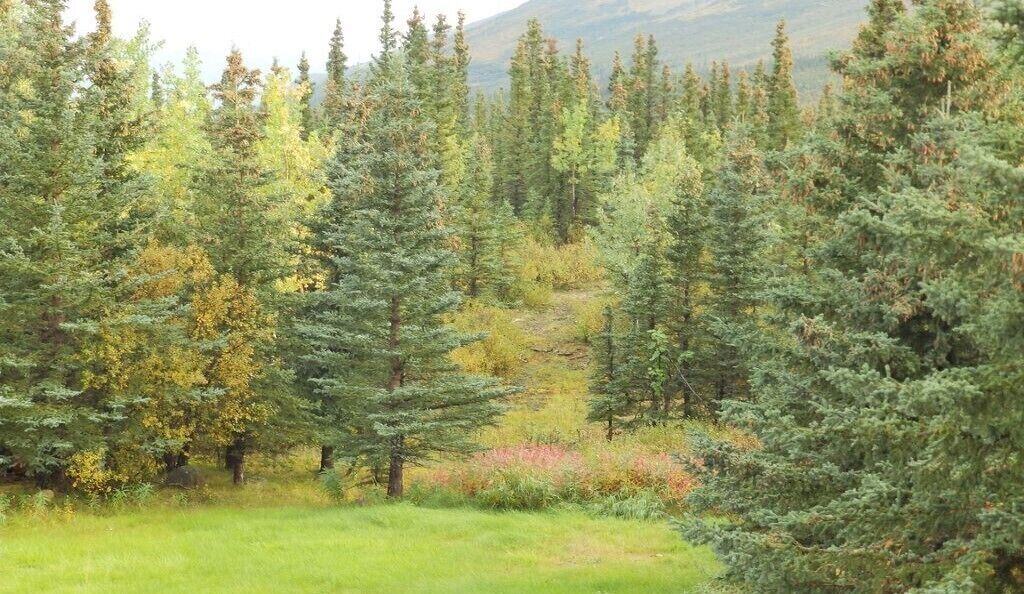 Photo of Outdoor in Healy