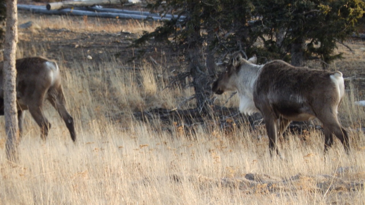 Photo of Outdoor in Healy