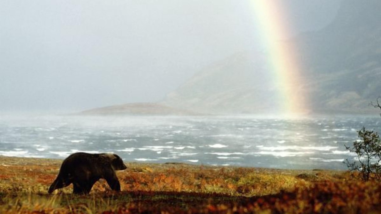 Photo of Others in Kodiak