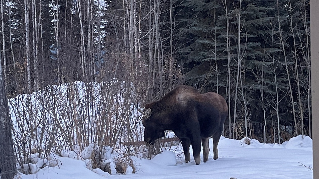 Photo of Others in North Pole