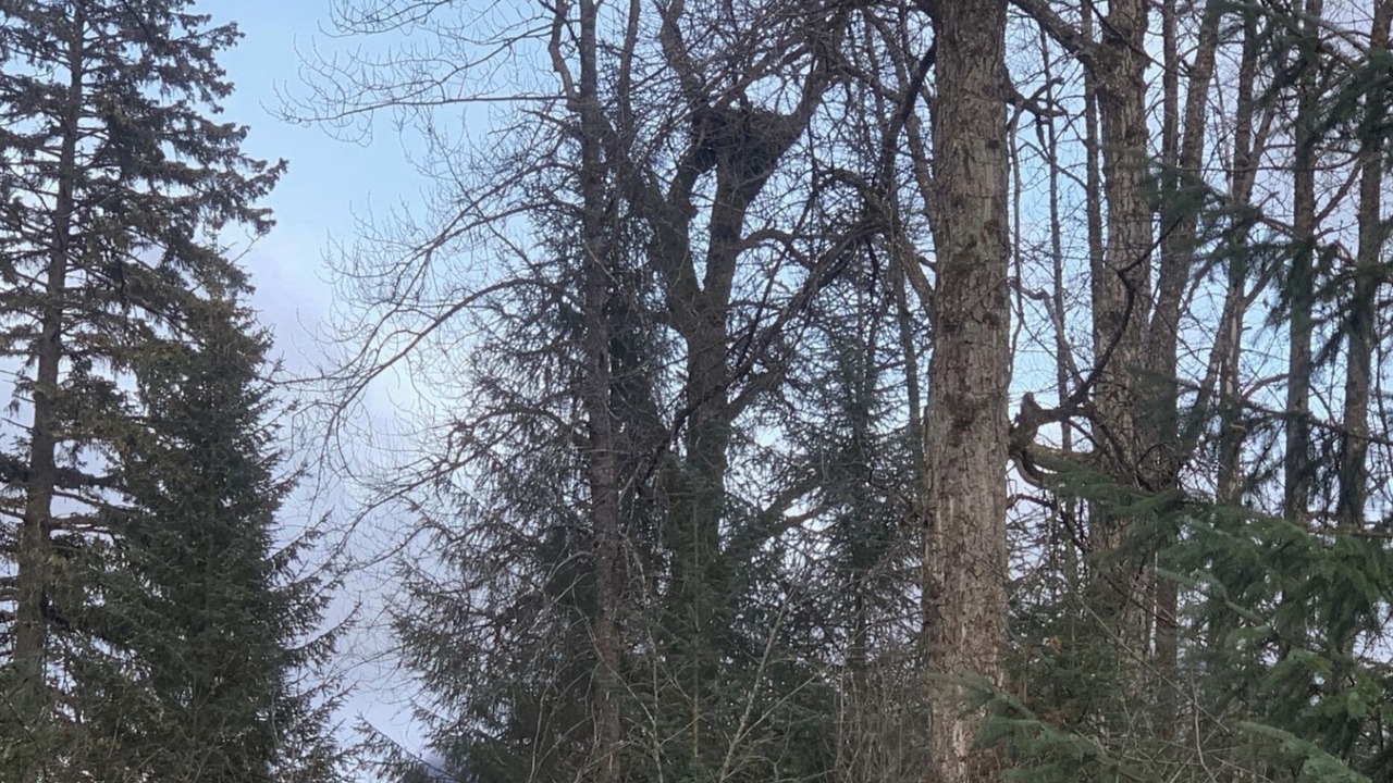 Photo of Others in Bear Creek
