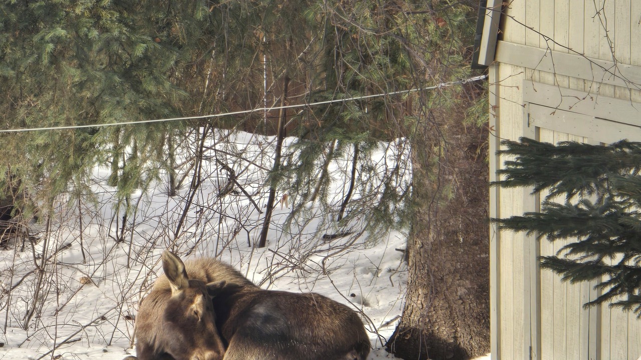 Photo of Others in Spenard