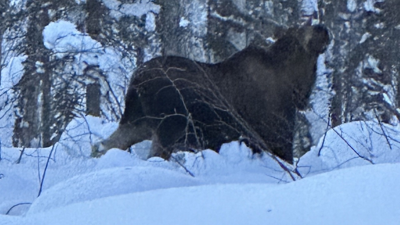 Photo of Others in Susitna North