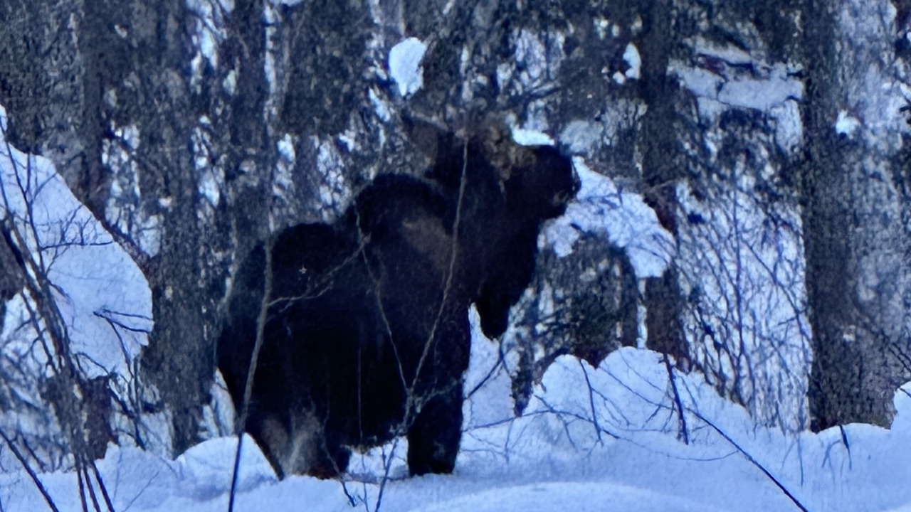 Photo of Others in Susitna North