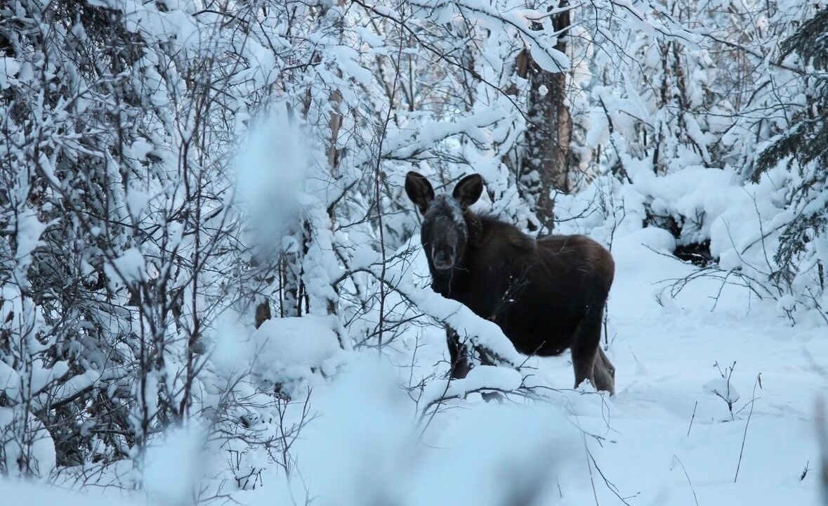 Photo of Others in Wasilla