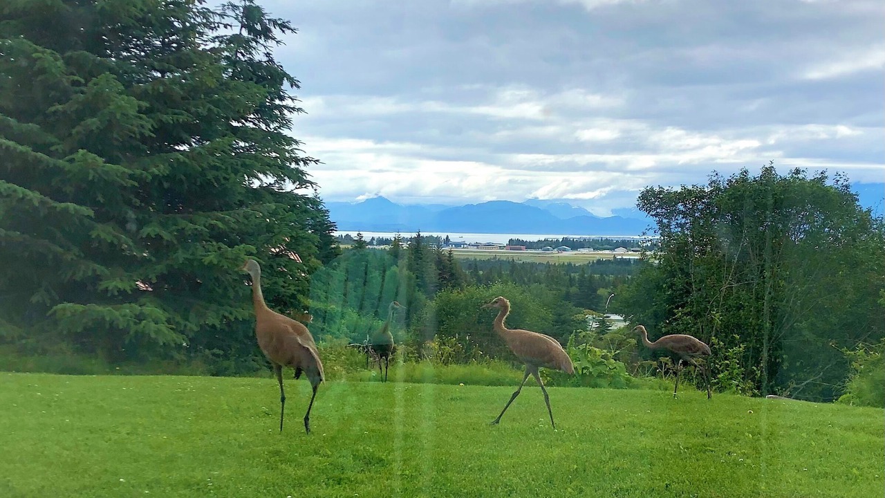 Photo of Others in Homer