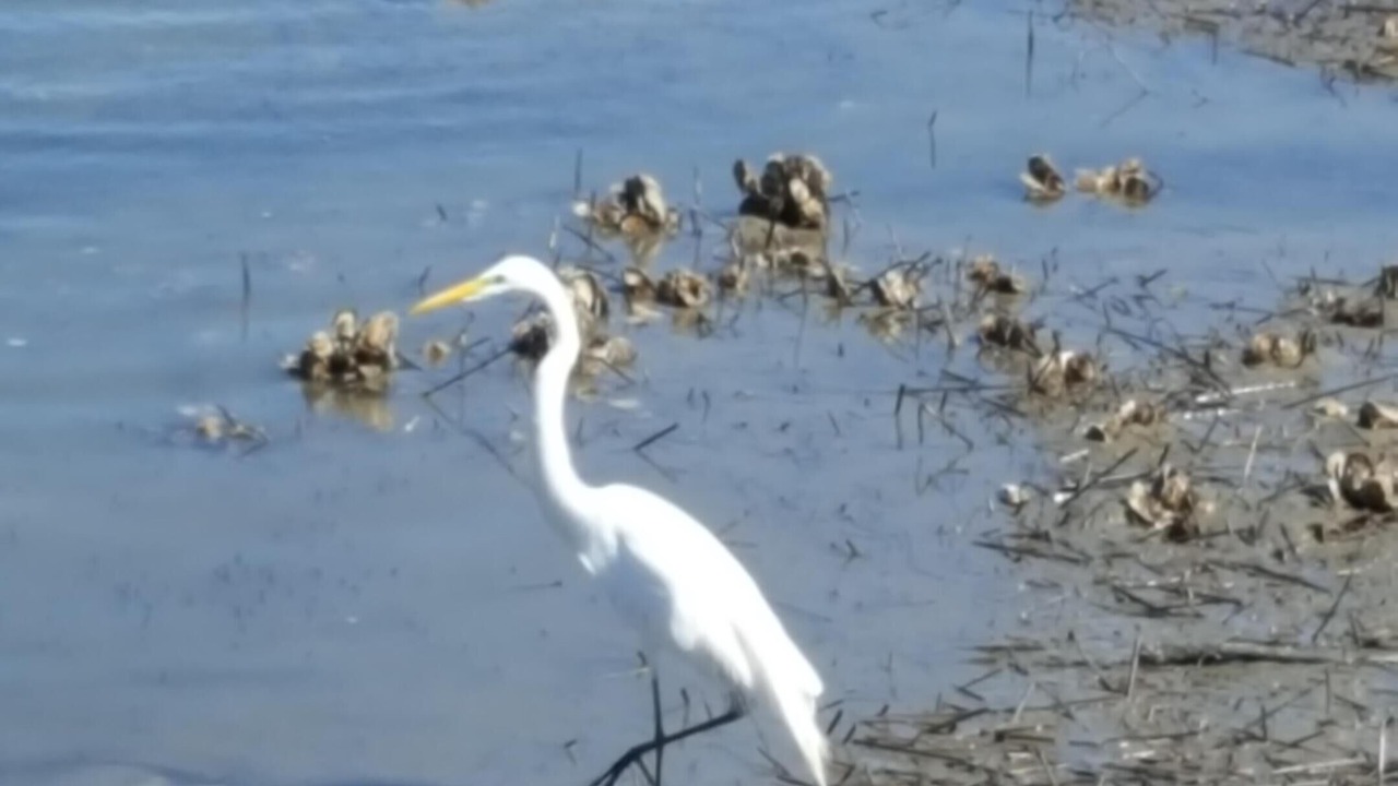 Photo of Others in West Beach Village