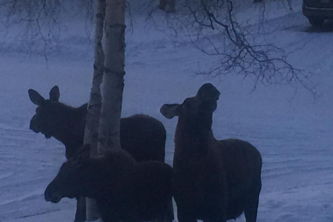 Photo of Others in Turnagain