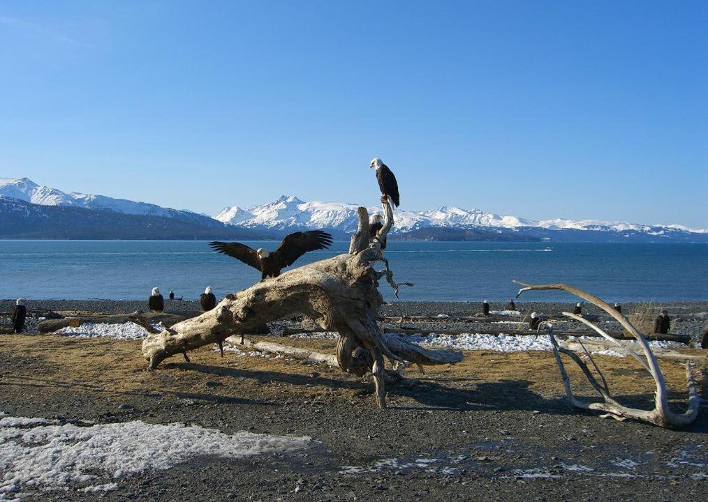 Photo of Others in Kachemak